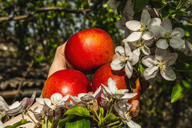 Macieira florescendo no jardim As mãos da mulher estão segurando maçãs maduras Primavera sazonal