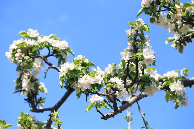 Macieira florescendo no jardim da primavera Textura natural da floração Close-up de flores brancas em uma árvore Contra o céu azul