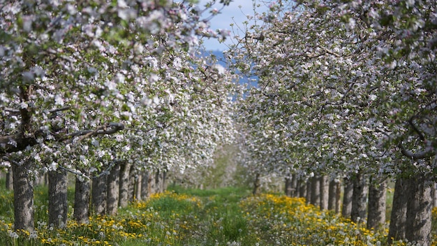 Macieira florescendo no pomar na primavera contra o dia ensolarado na natureza ao ar livre