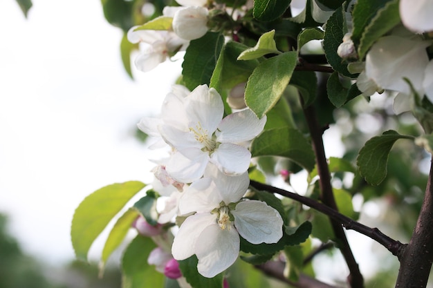 Macieira florida com flores brancas brilhantes no início da primavera