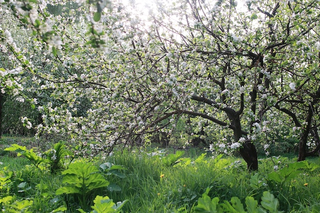 Macieira florida com flores brancas brilhantes no início da primavera