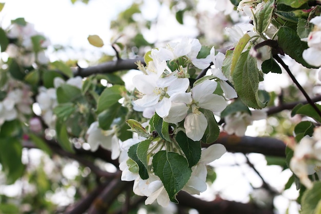 Macieira florida com flores brancas brilhantes no início da primavera