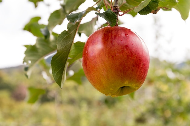 Macieira fresca na fazenda