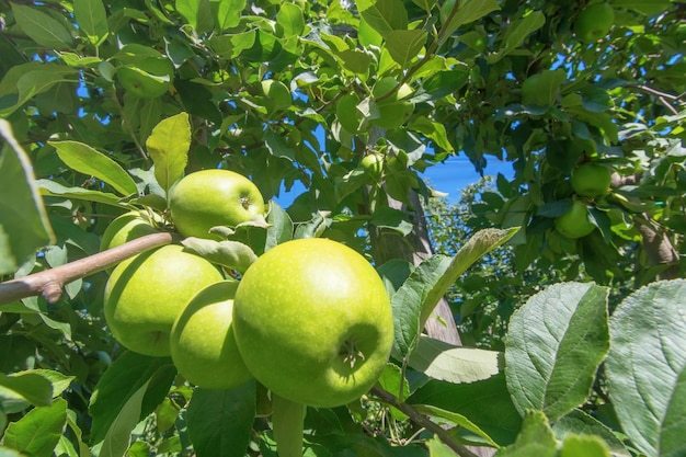 Macieira, Maçãs Verdes na Árvore