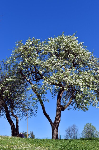 Macieira malus domestica em flor em um parque