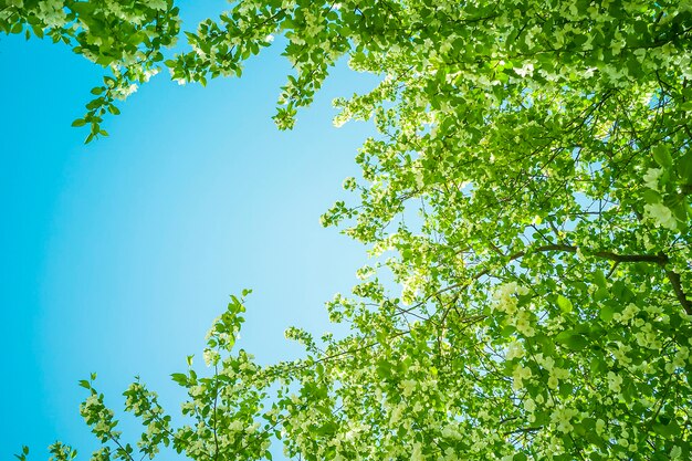 Macieiras florescendo brancas em um dia ensolarado de primavera no céu.