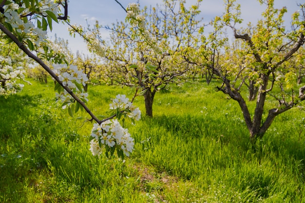 Macieiras florescendo na primavera