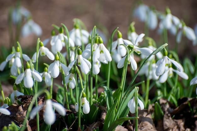 Macio focado macro snowdrops primavera primeiro oniony belo grupo de flores brancas desabrochando bom para ...