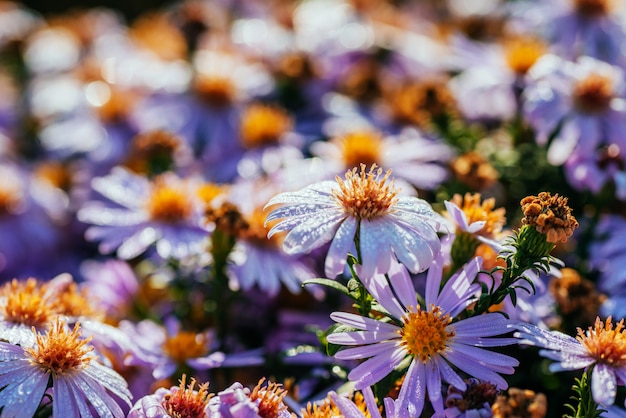 Macizo de flores de aster magenta bajo la luz solar