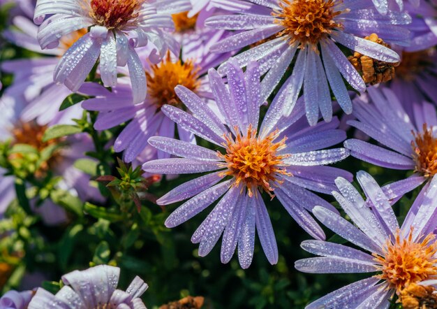 Macizo de flores de aster magenta bajo la luz solar