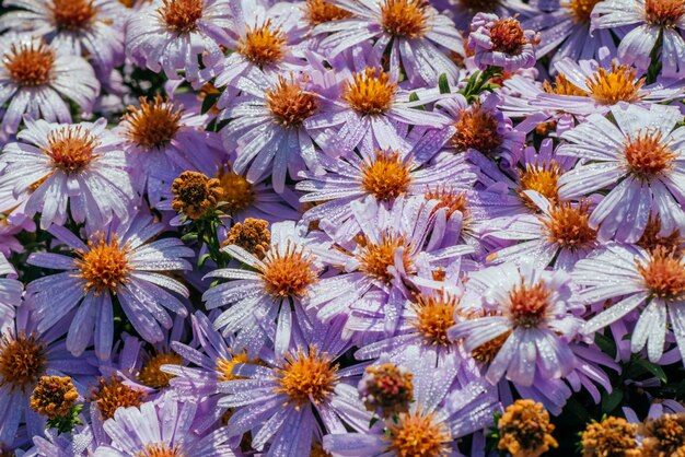 Macizo de flores de aster magenta bajo la luz solar