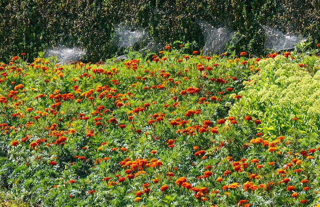 Macizo de flores de caléndula de verano y telaraña en arbustos de boj descuidados