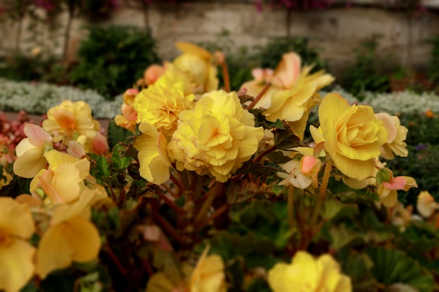 Macizo de flores de color amarillo brillante Cama de jardín colorida Fotografía con efecto Tiltshift Profundidad de campo reducida Fotografía botánica