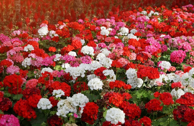 Macizo de flores con coloridas flores de geranios en los rayos del sol.