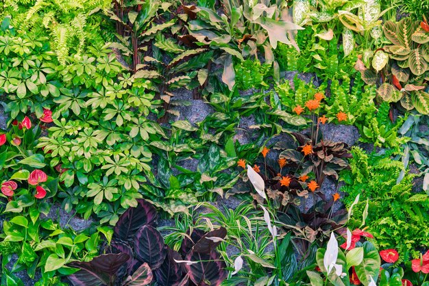 Foto macizo de flores con diferentes plantas