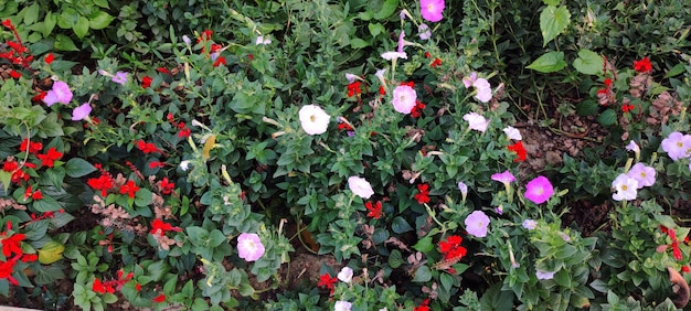 Un macizo de flores con una flor roja en el medio.