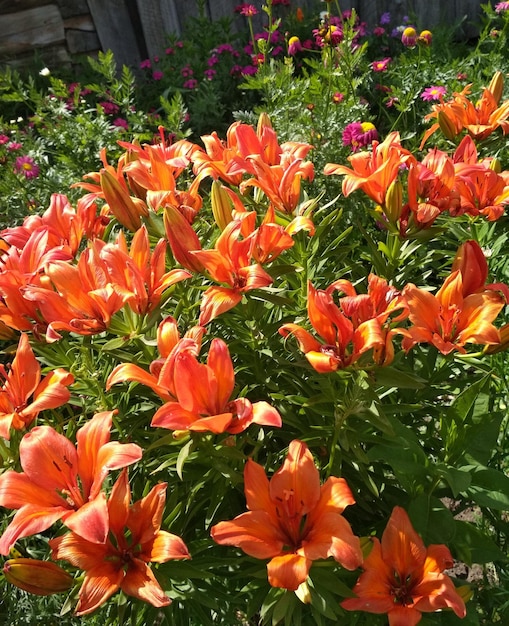 macizo de flores, floral, brillante, hermoso, flores, naranja, lirios, floricultura, jardinería, al aire libre