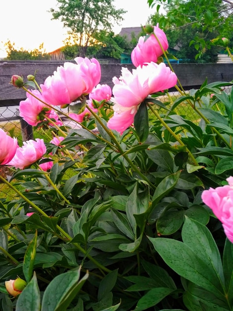 macizo de flores, floral, delicado, hermoso, flores, rosa, peonía, floricultura, jardinería, al aire libre