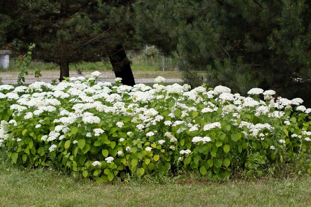 Macizo de flores de flores blancas en el claro en el parque