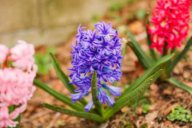 Un macizo de flores con flores moradas y rosas.