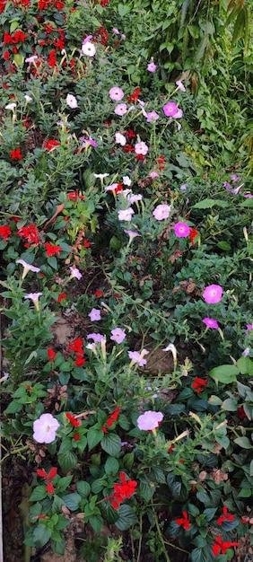 Un macizo de flores con flores rojas y blancas.