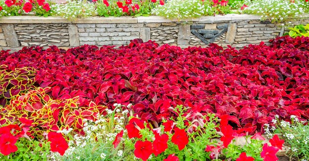 Un macizo de flores con flores rojas en el fondo