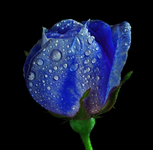 Un macizo de flores con flores rosas en el medio.