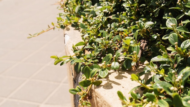 Macizo de flores de hormigón beige neutro con plantas verdes Día caluroso y soleado de verano Fondo del espacio de copia