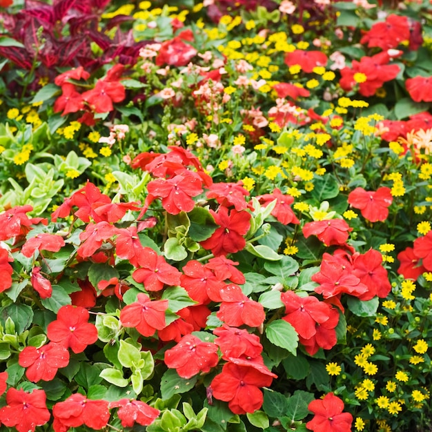 Foto macizo de flores con impatiens rojas y osteospermum