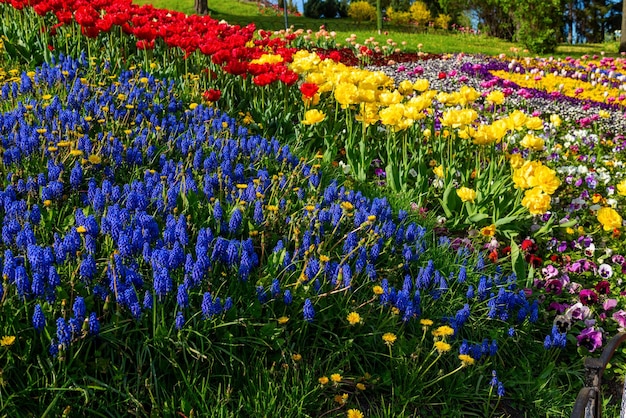 Macizo de flores en el parque xA