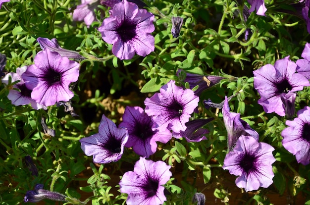 Macizo de flores con petunias moradas y violetas multicolores.