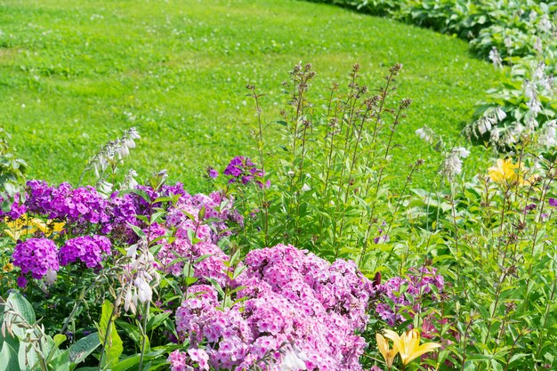 Foto un macizo de flores phlox con el telón de fondo de un césped verde.