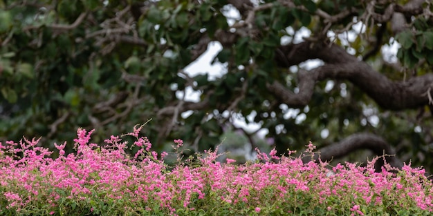 Un macizo de flores rosas con un árbol al fondo.