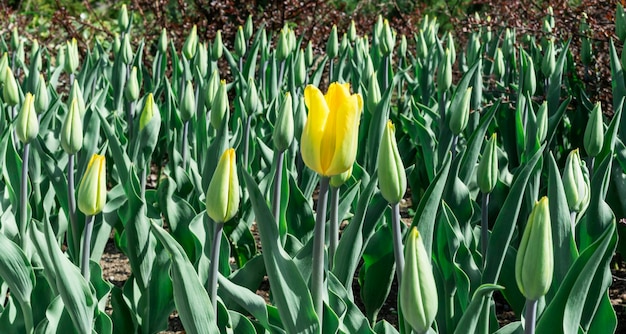 Macizo de flores de tulipanes amarillos jóvenes en el parque en primavera a la luz del sol paisajismo y flores de jardinería