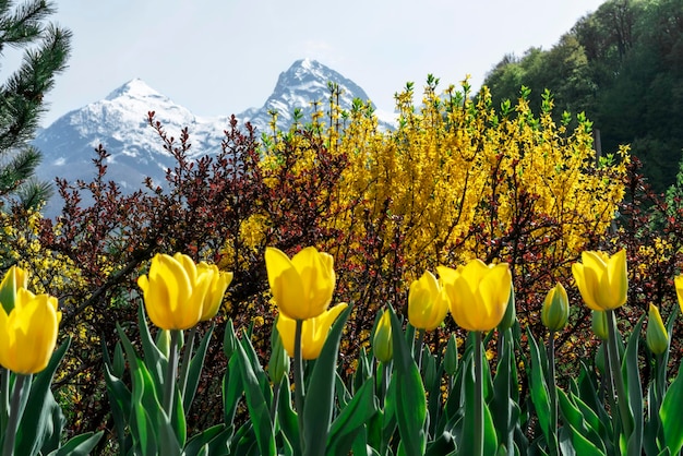 Macizo de flores de tulipanes amarillos en el parque en primavera a la luz del sol paisajismo y jardinería contra flores amarillas de forsythia y picos montañosos nevados