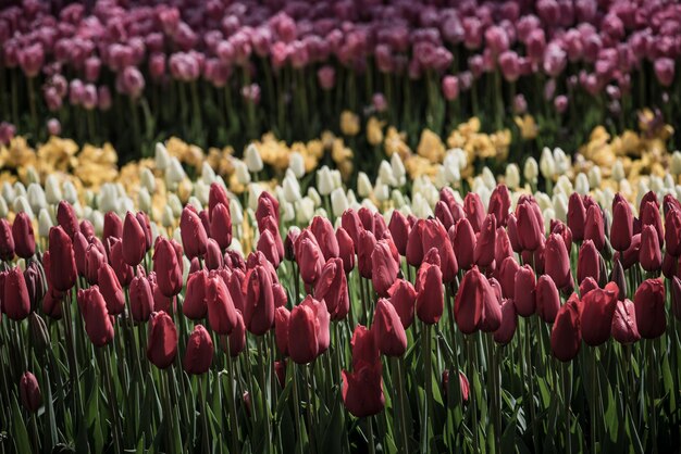 Macizo de flores de los tulipanes de Colofur en el parque de Emirgan, Estambul. Festival de las flores de tulipán.