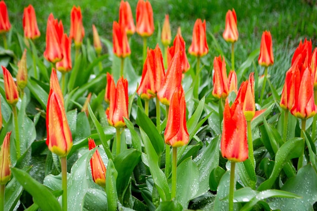 Macizo de flores con tulipanes rojos