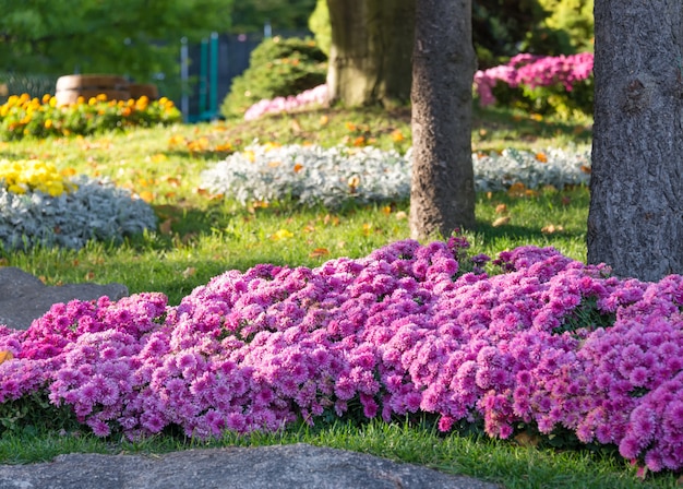 Macizos de flores con crisantemos de colores. Parkland en Kiev, Ucrania.