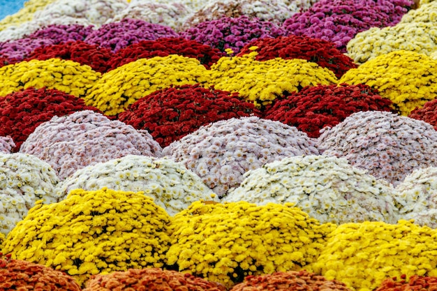 Macizos de flores multicolores de hermosos crisantemos