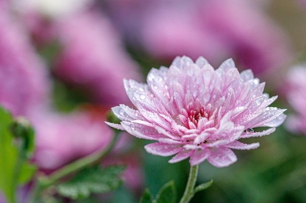 Macizos de flores multicolores de hermosos crisantemos