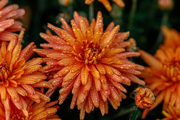 Macizos de flores multicolores de hermosos crisantemos