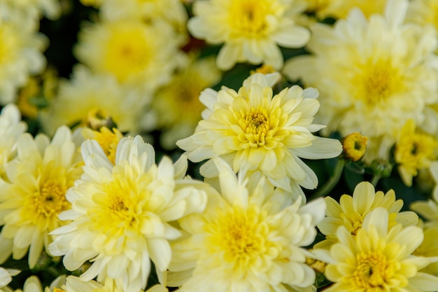 Macizos de flores multicolores de hermosos crisantemos