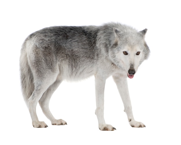 Mackenzie Valley Wolf con 8 años. Canis lupus occidentalis