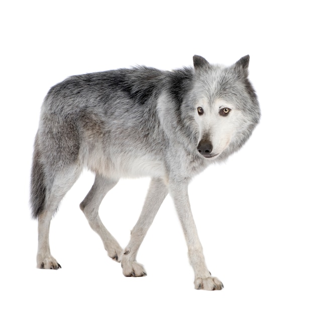 Mackenzie Valley Wolf con 8 años. Canis lupus occidentalis