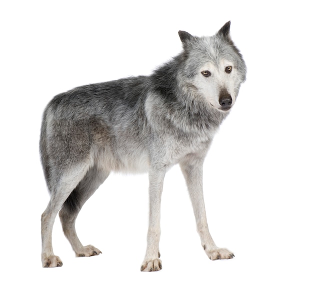 Mackenzie Valley Wolf com 8 anos. Canis lupus occidentalis