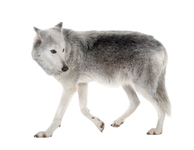 Mackenzie Valley Wolf mit 8 Jahren. Canis lupus occidentalis