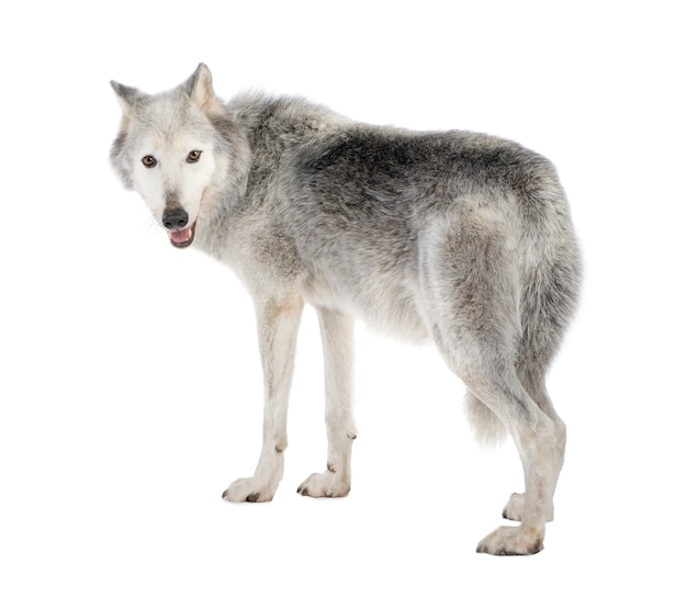 Mackenzie Valley Wolf mit 8 Jahren. Canis lupus occidentalis