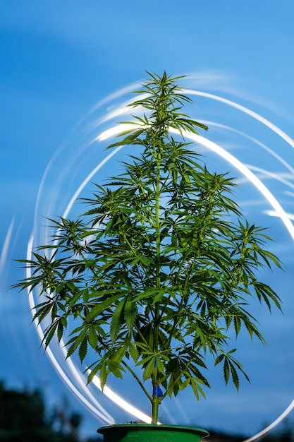 Maconha deixa cannabis em um lindo fundo de céu azul