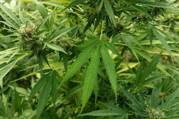 Maconha madura florescendo com botões e folhas verdes plantas femininas de cannabis sativa orgânica com cbd