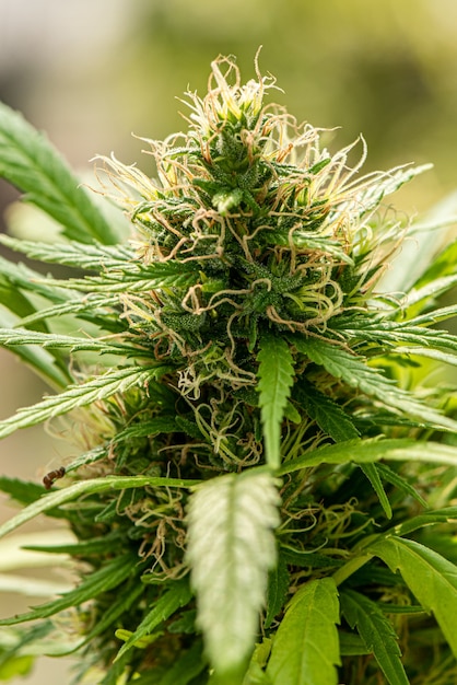 Maconha medicinal em flor de cannabis Antes da colheita Conceito de medicina alternativa à base de plantas, óleo cbd, indústria de medicamentos em uma estufa.